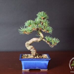 Bonsai di Pinus Pentaphylla – Goyomatsu