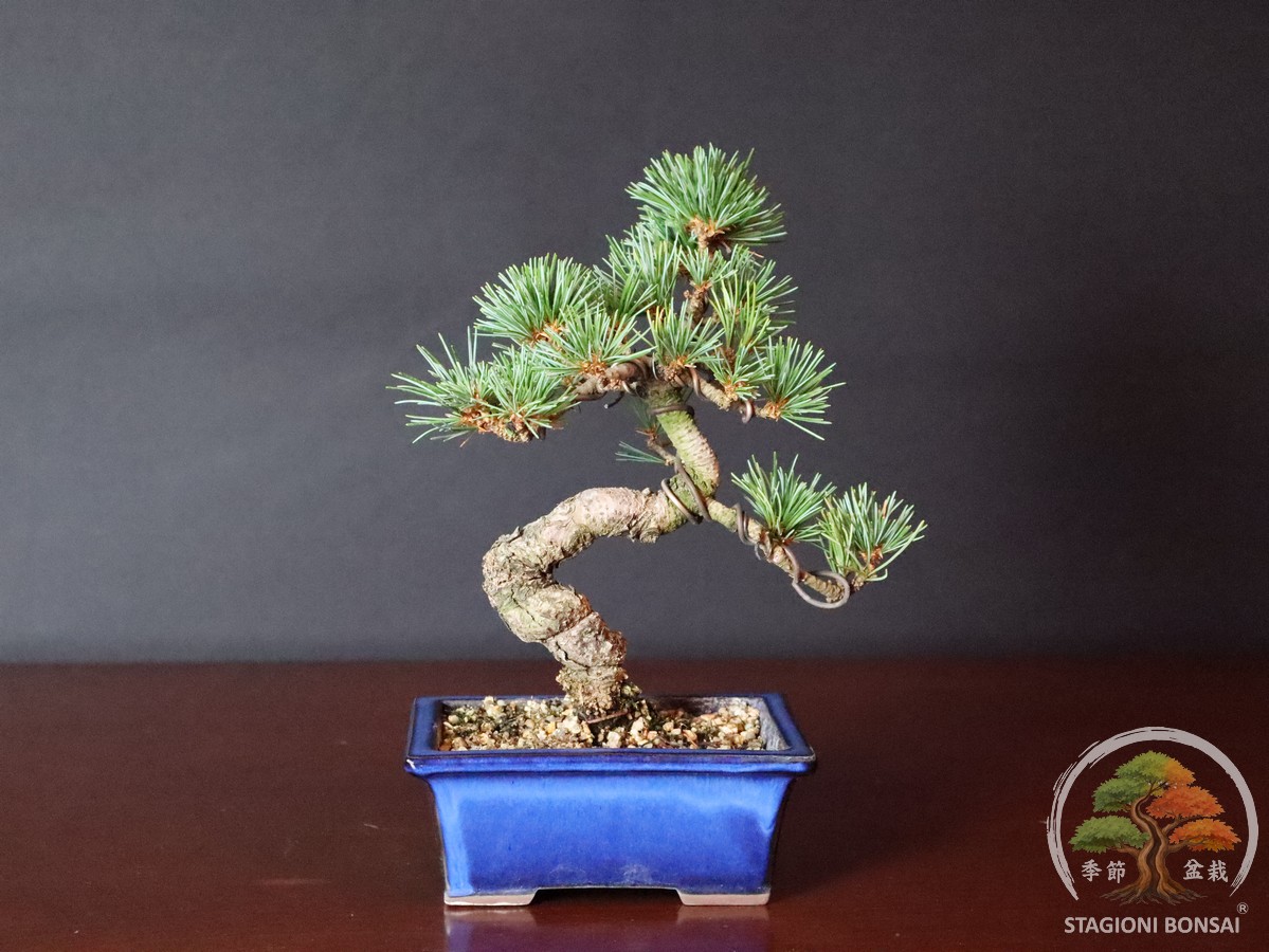 Bonsai di Pinus Pentaphylla – Goyomatsu
