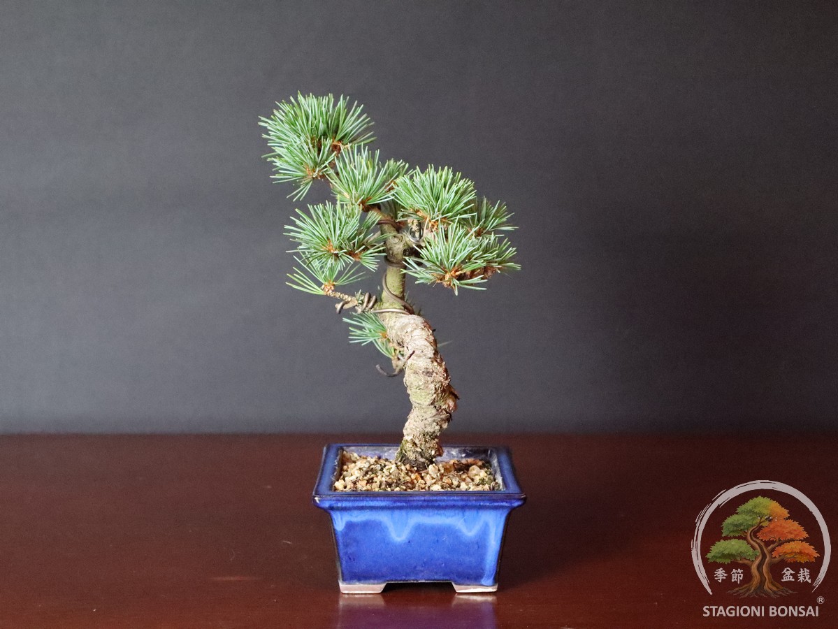 Pinus Pentaphylla – Goyomatsu (25-001) - immagine 4