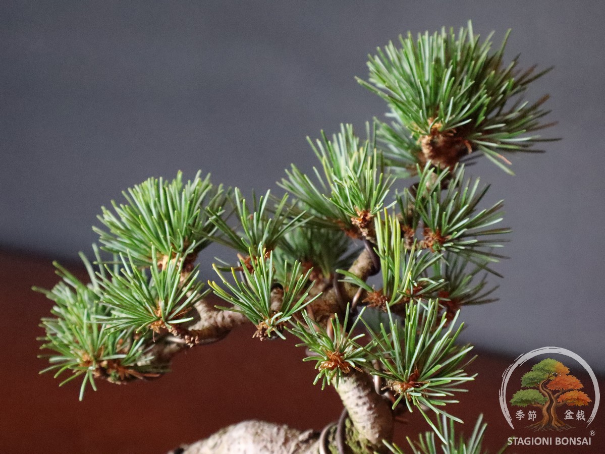 Pinus Pentaphylla – Goyomatsu (25-001) - immagine 5