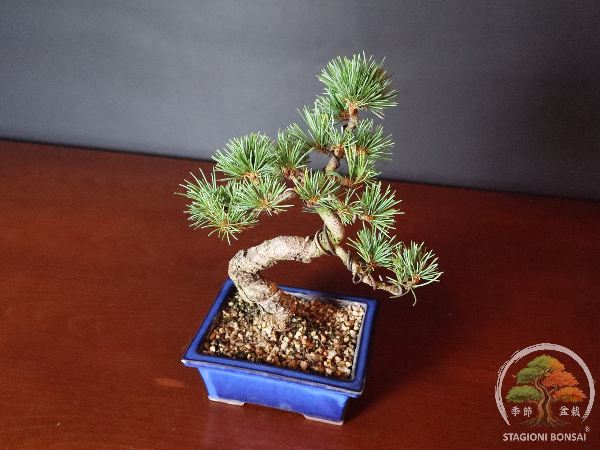 Pinus Pentaphylla – Goyomatsu (25-001) - immagine 6