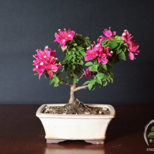 Bonsai da fiore di Bougainvillea mini Thai, venduto da Stagioni Bonsai