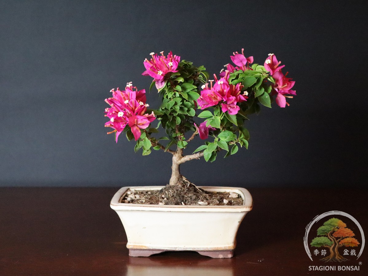 Bonsai da fiore di Bougainvillea mini Thai, venduto da Stagioni Bonsai