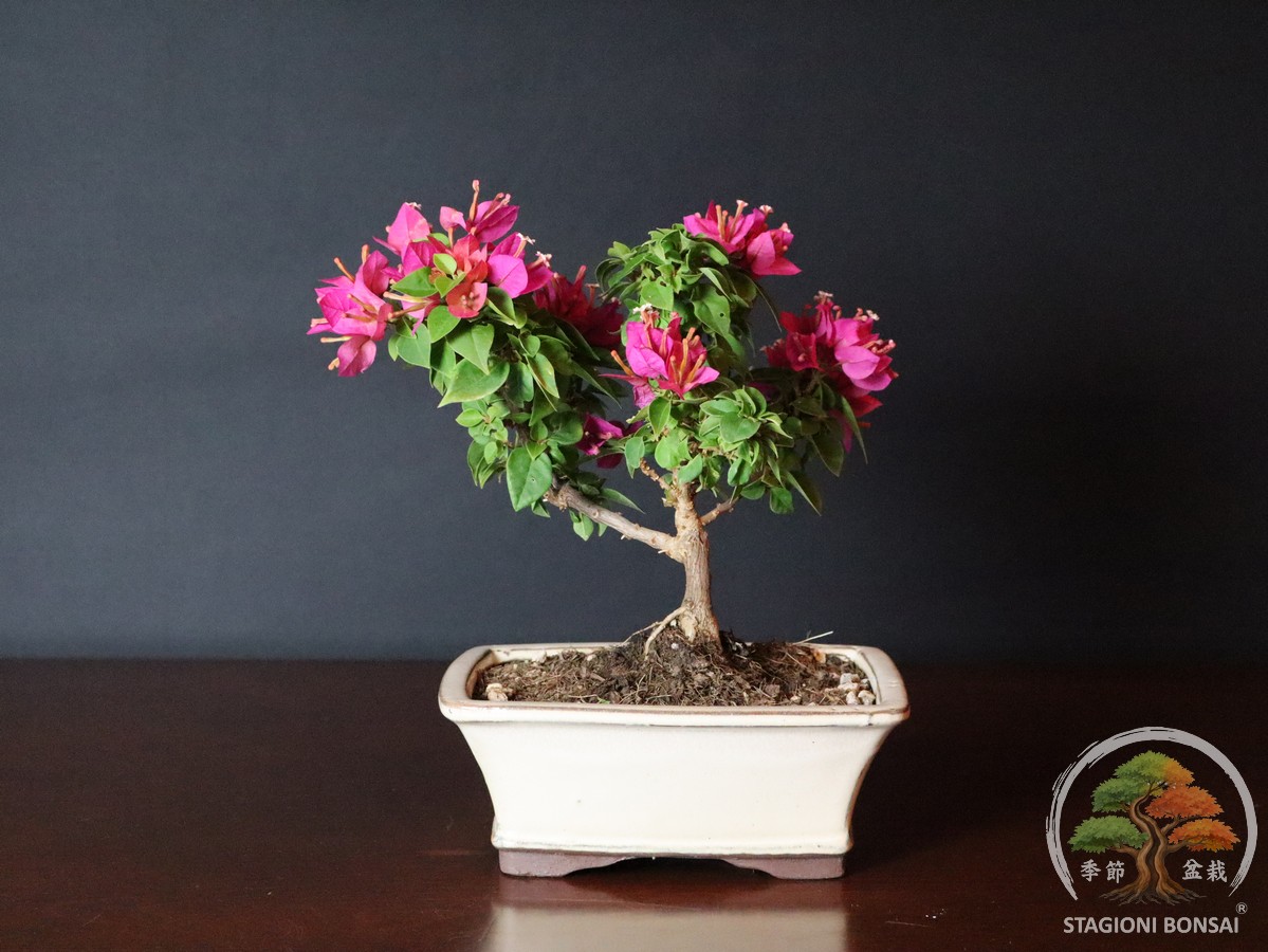 Bougainvillea mini Thai (25-002) - immagine 3