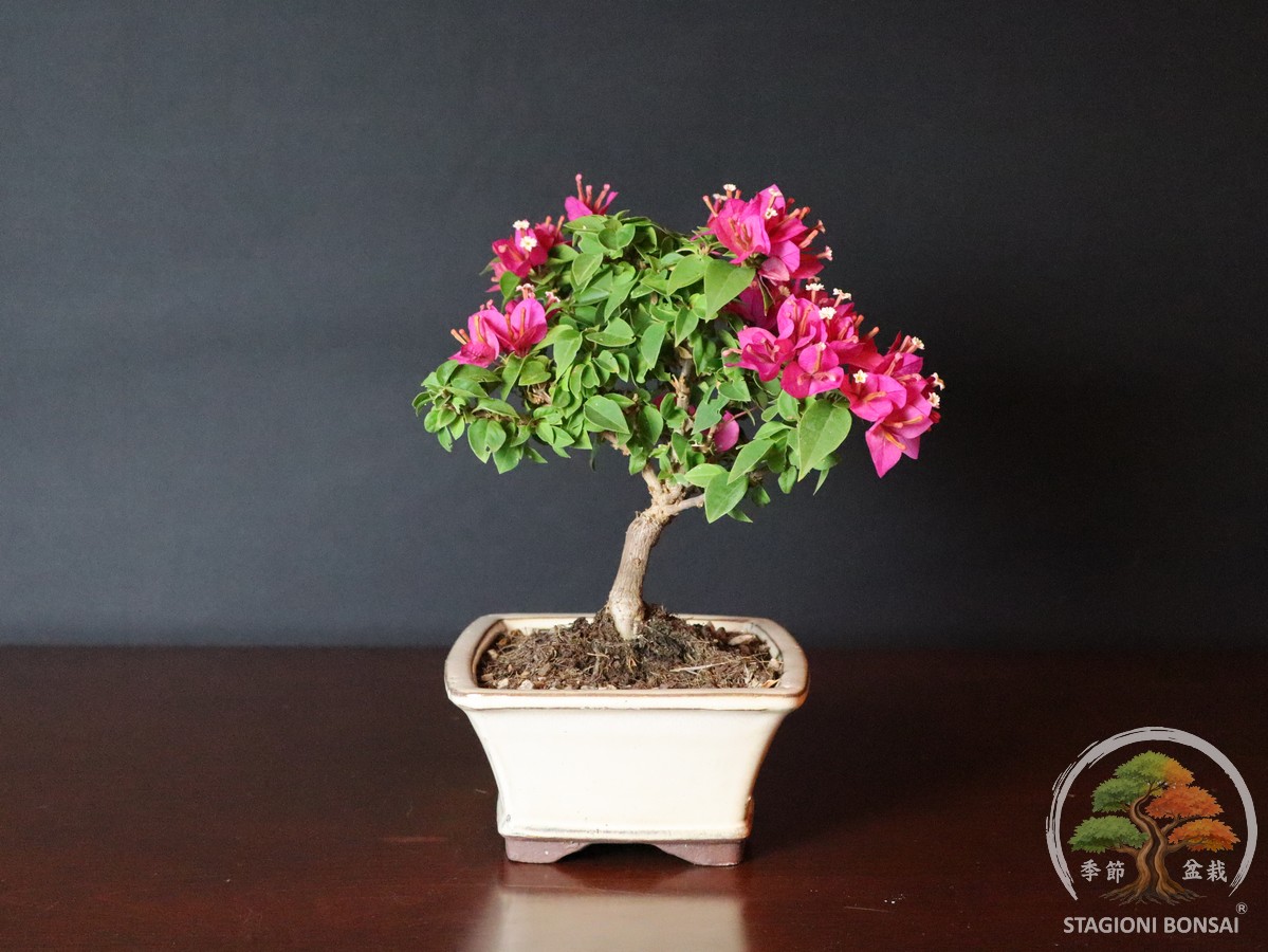 Bougainvillea mini Thai (25-002) - immagine 4
