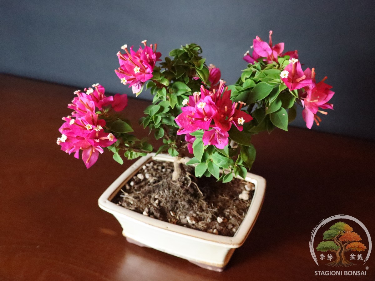 Bougainvillea mini Thai (25-002) - immagine 5