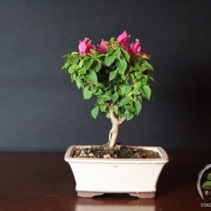 Bonsai da fiore di Bougainvillea mini Thai venduto da Stagioni Bonsai