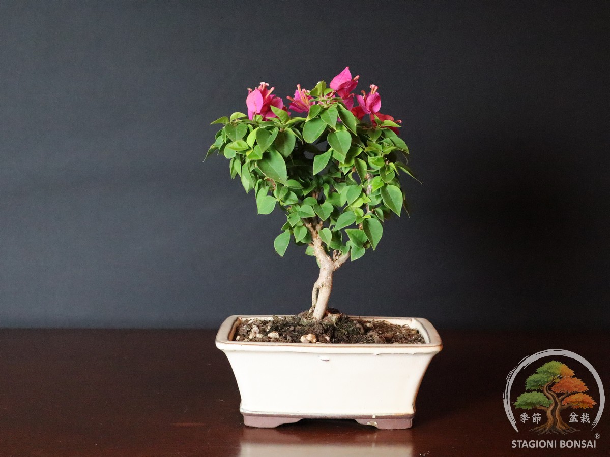 Bonsai da fiore di Bougainvillea mini Thai venduto da Stagioni Bonsai