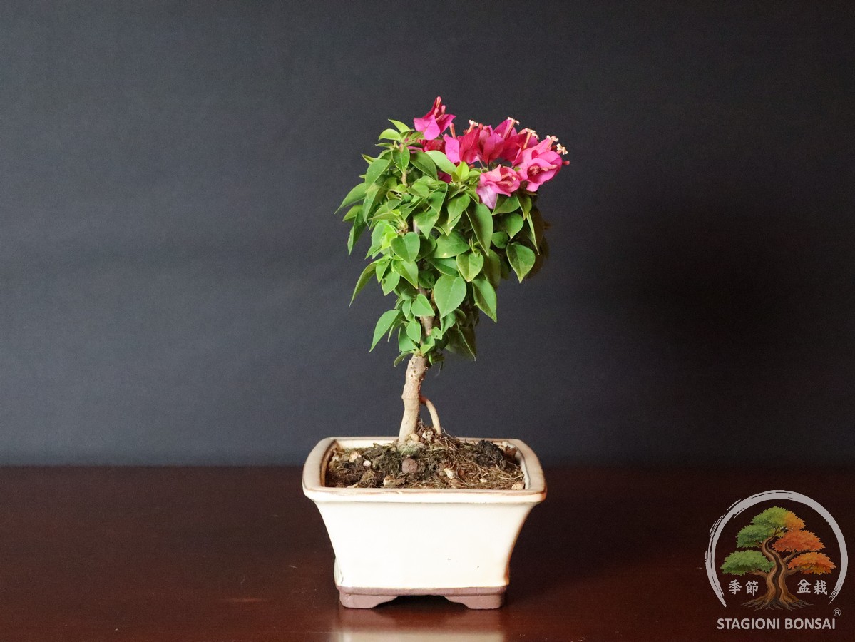 Bougainvillea mini Thai (25-003) - immagine 2