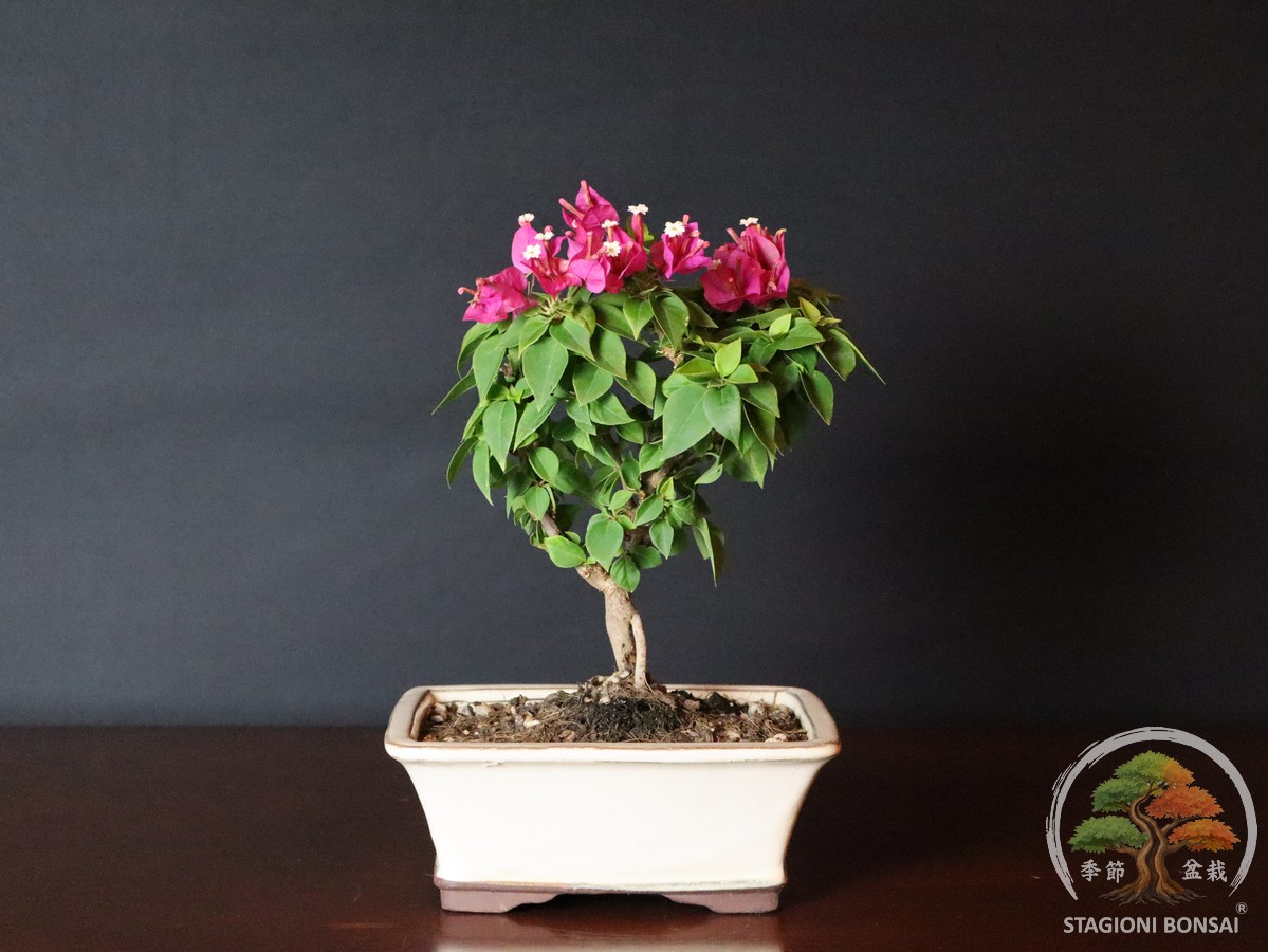 Bougainvillea mini Thai (25-003) - immagine 3