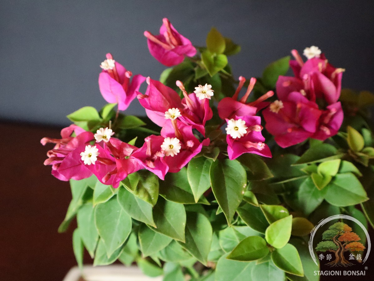 Bougainvillea mini Thai (25-003) - immagine 5