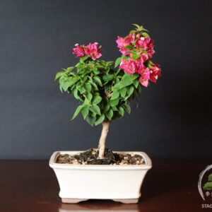 Bonsai di fiore venduto da Stagioni Bonsai di Bougainvillea mini Thai
