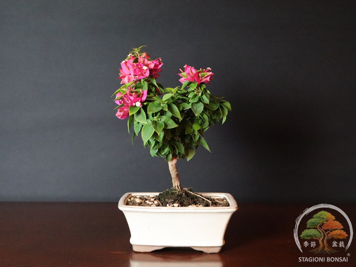 Bougainvillea mini Thai (25-005) - immagine 3