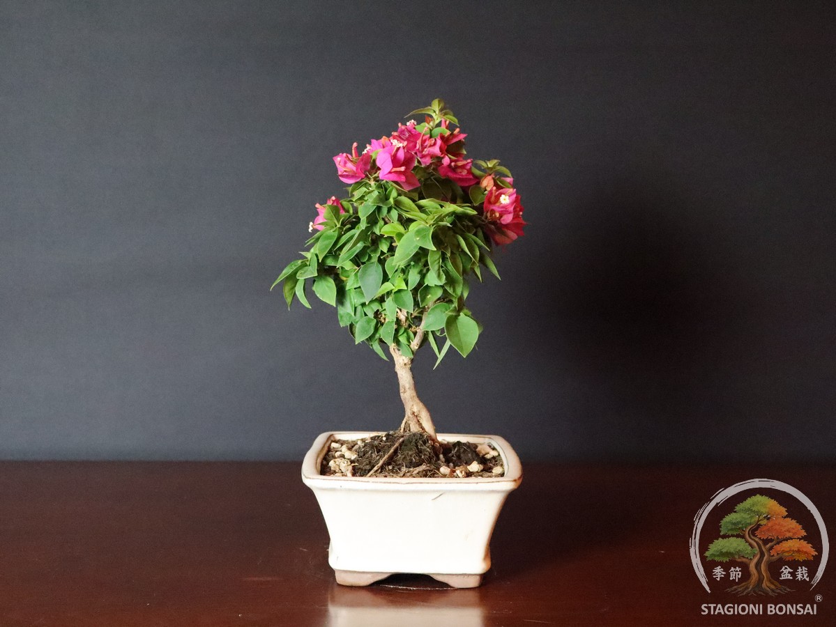 Bougainvillea mini Thai (25-005) - immagine 4