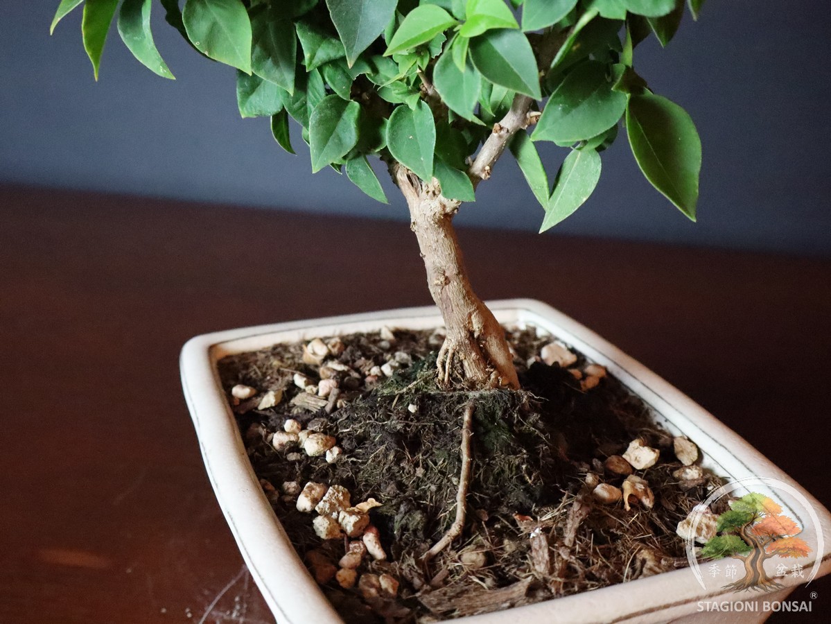 Bougainvillea mini Thai (25-005) - immagine 6