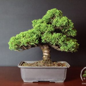 In vendita da Stagioni Bonsai splendido Juniperus Chinensis Itoigawa - Ginepro