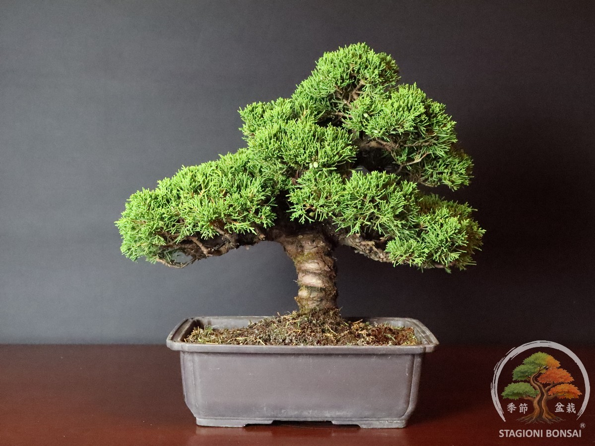 In vendita da Stagioni Bonsai splendido Juniperus Chinensis Itoigawa - Ginepro