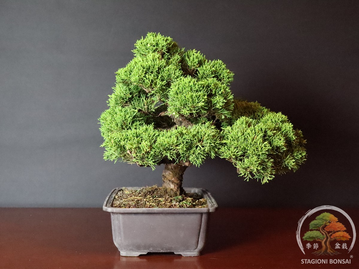 Juniperus Chinensis Itoigawa - Ginepro (25-007) - immagine 2