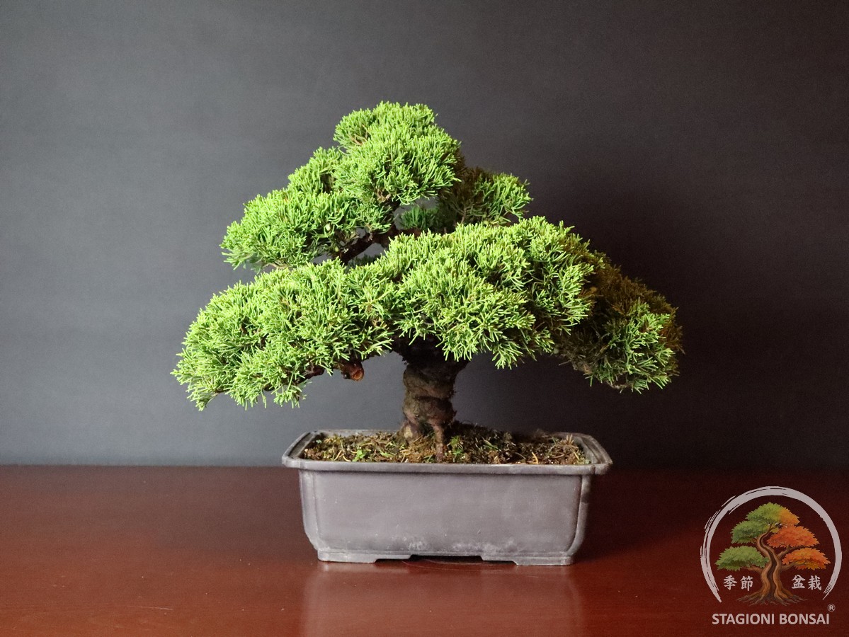 Juniperus Chinensis Itoigawa - Ginepro (25-007) - immagine 3