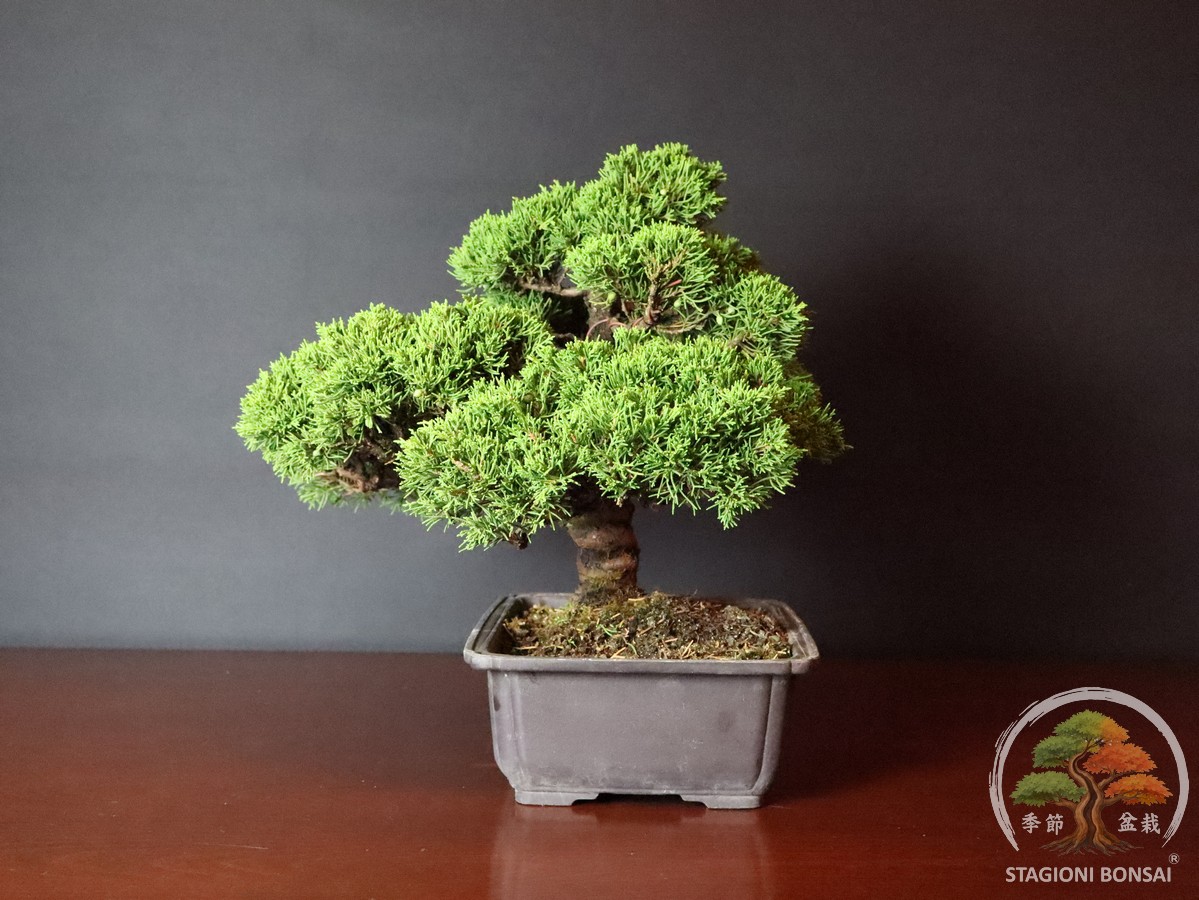 Juniperus Chinensis Itoigawa - Ginepro (25-007) - immagine 4