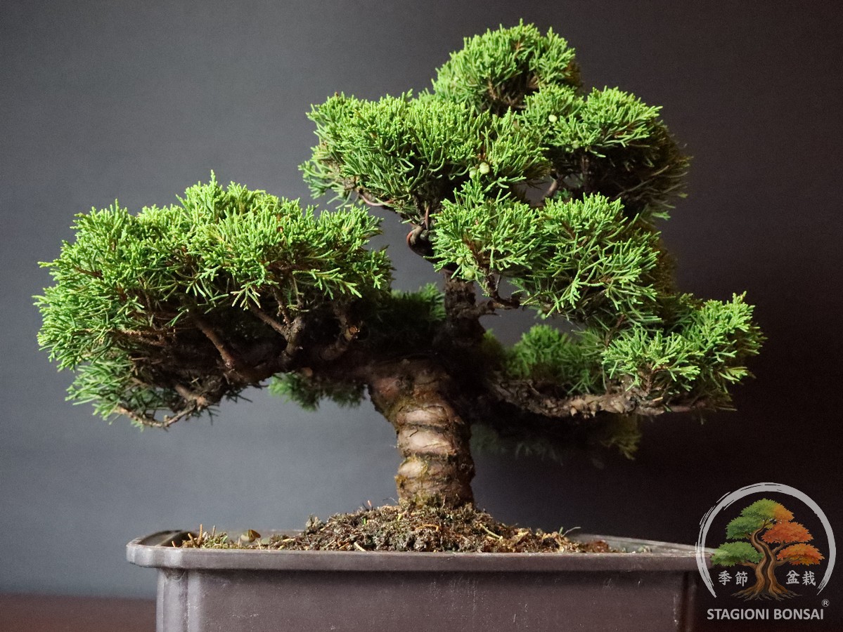 Juniperus Chinensis Itoigawa - Ginepro (25-007) - immagine 5