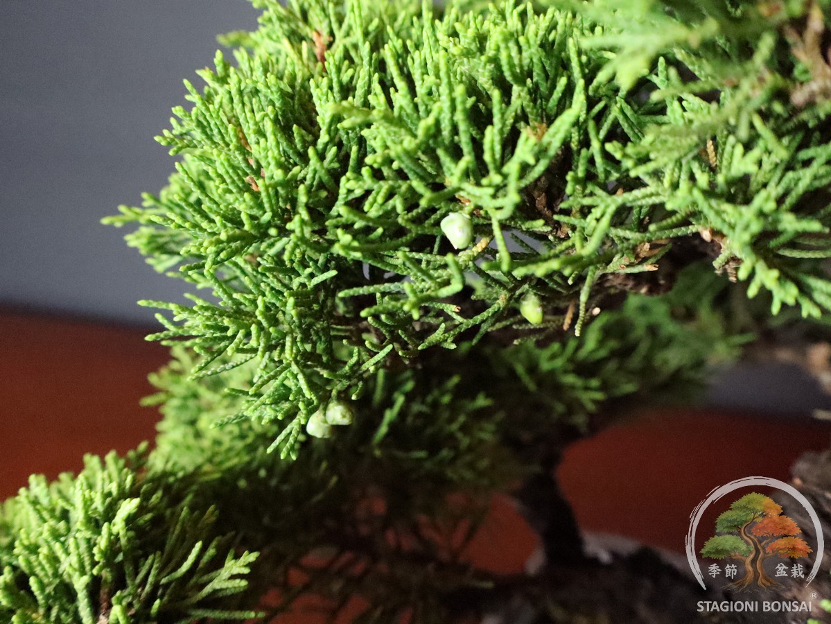 Juniperus Chinensis Itoigawa - Ginepro (25-007) - immagine 6