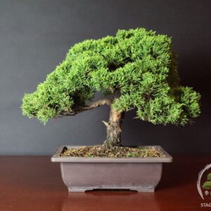 Splendido bonsai di Ginepro Itoigawa in vendita da Stagioni Bonsai