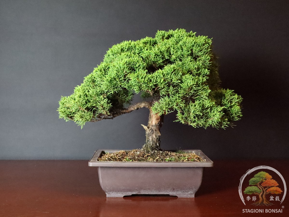 Splendido bonsai di Ginepro Itoigawa in vendita da Stagioni Bonsai