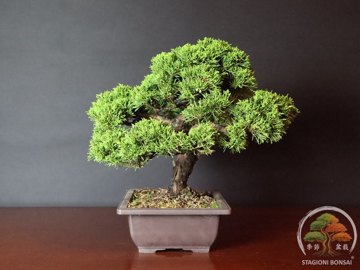 Juniperus Chinensis Itoigawa - Ginepro (25-008) - immagine 2