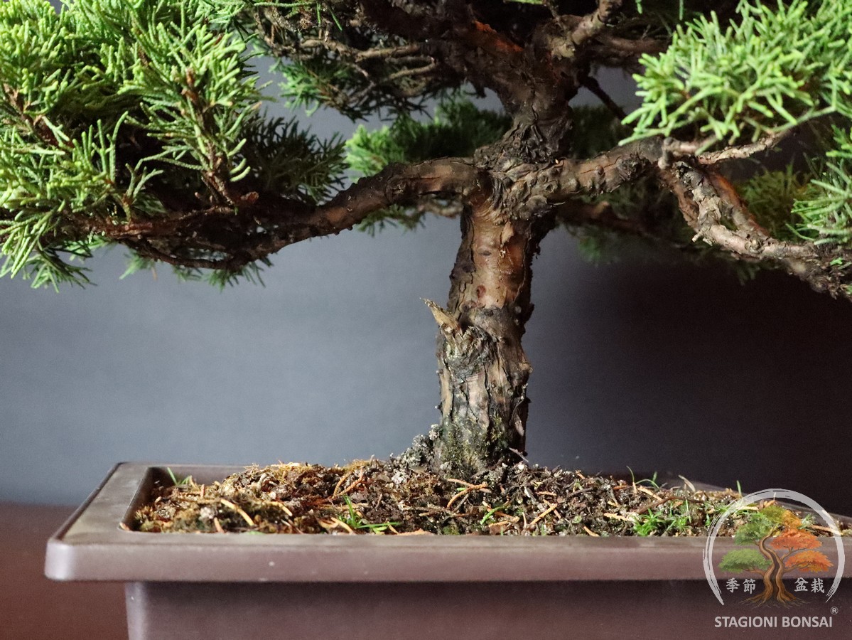 Juniperus Chinensis Itoigawa - Ginepro (25-008) - immagine 5