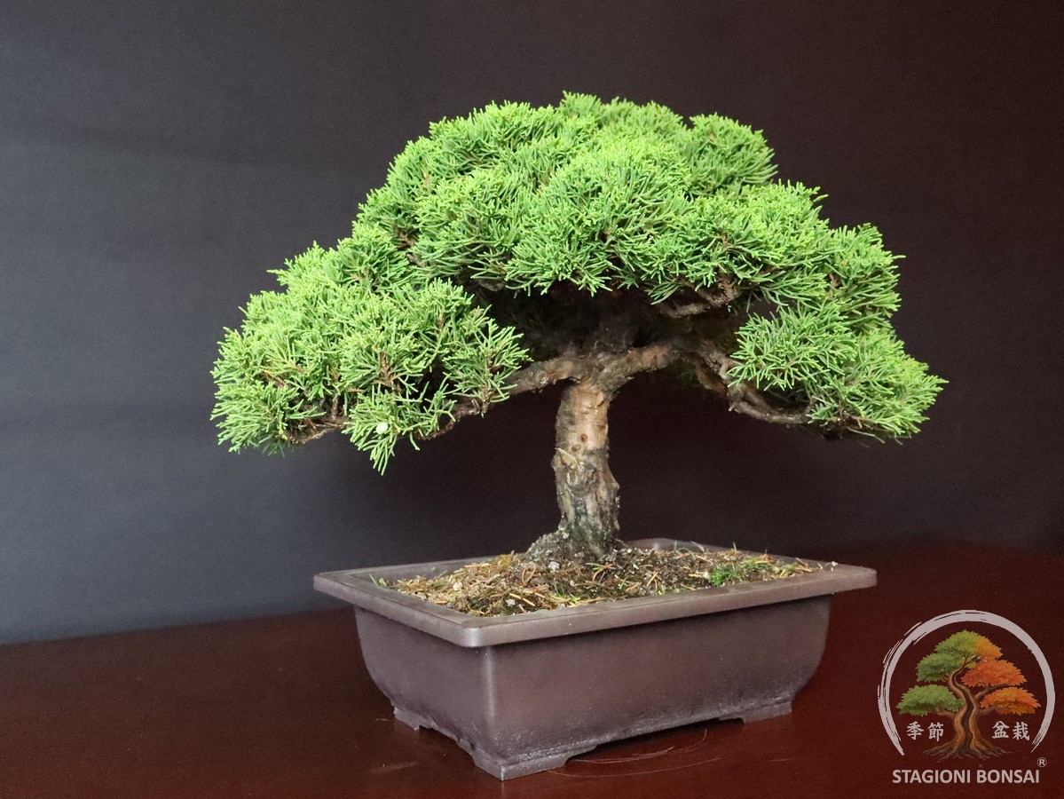 Juniperus Chinensis Itoigawa - Ginepro (25-008) - immagine 6