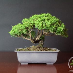 Bonsai di ginepro cinese in vendita da Stagioni Bonsai
