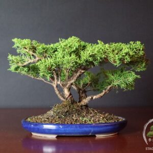 Bonsai multitronco di ginepro cinese