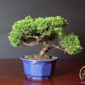 Ginepro cinese bonsai shohin