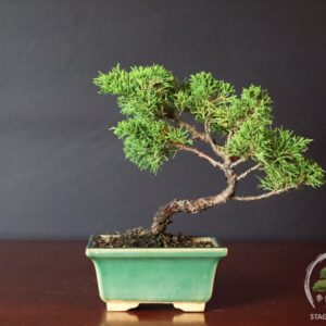 Ginepro cinese bonsai shohin in vaso smaltato verde