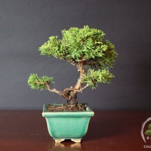 ginepro bonsai