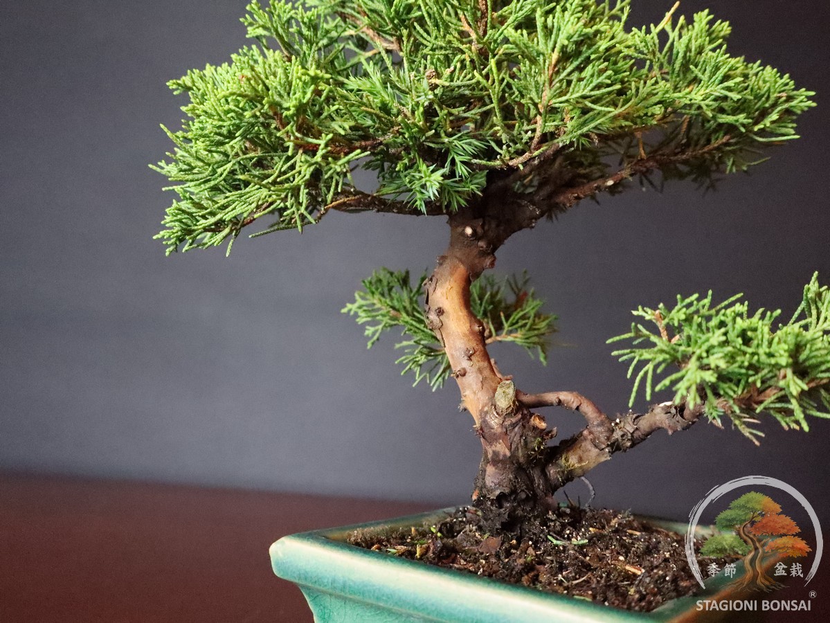 Juniperus Chinensis - Ginepro (25-014) - immagine 6