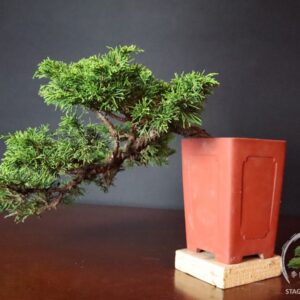 Bonsai ginepro cinese a cascata