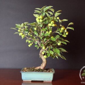 Bonsai di melo selvatico con frutti