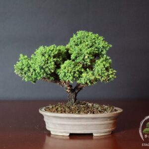 Cryptomeria japonica bonsai