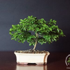 Bonsai di Lagerstroemia indica