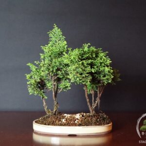 Bonsai di Hinoki chamaecyparis
