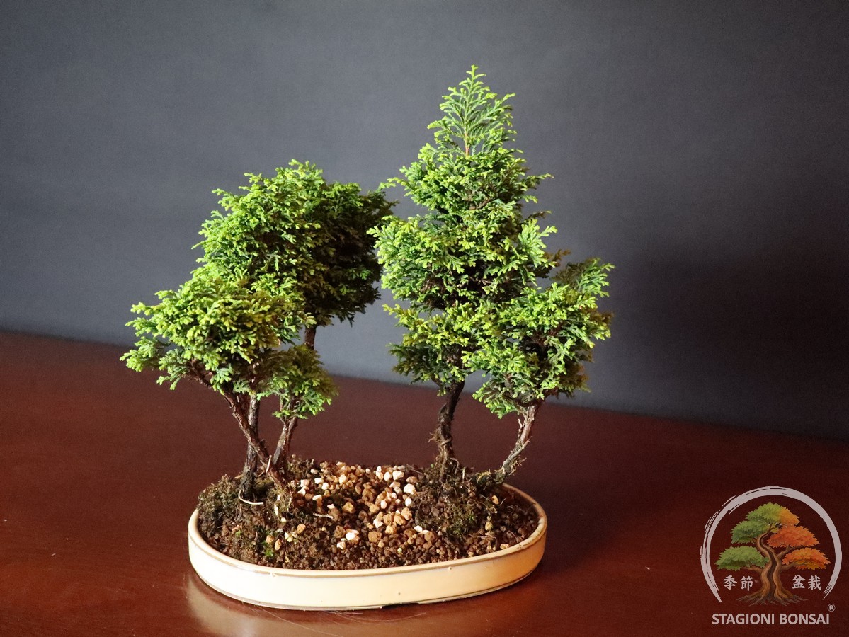 Hinoki chamaecyparis - Cipresso di Hinoki (25-020) - immagine 5