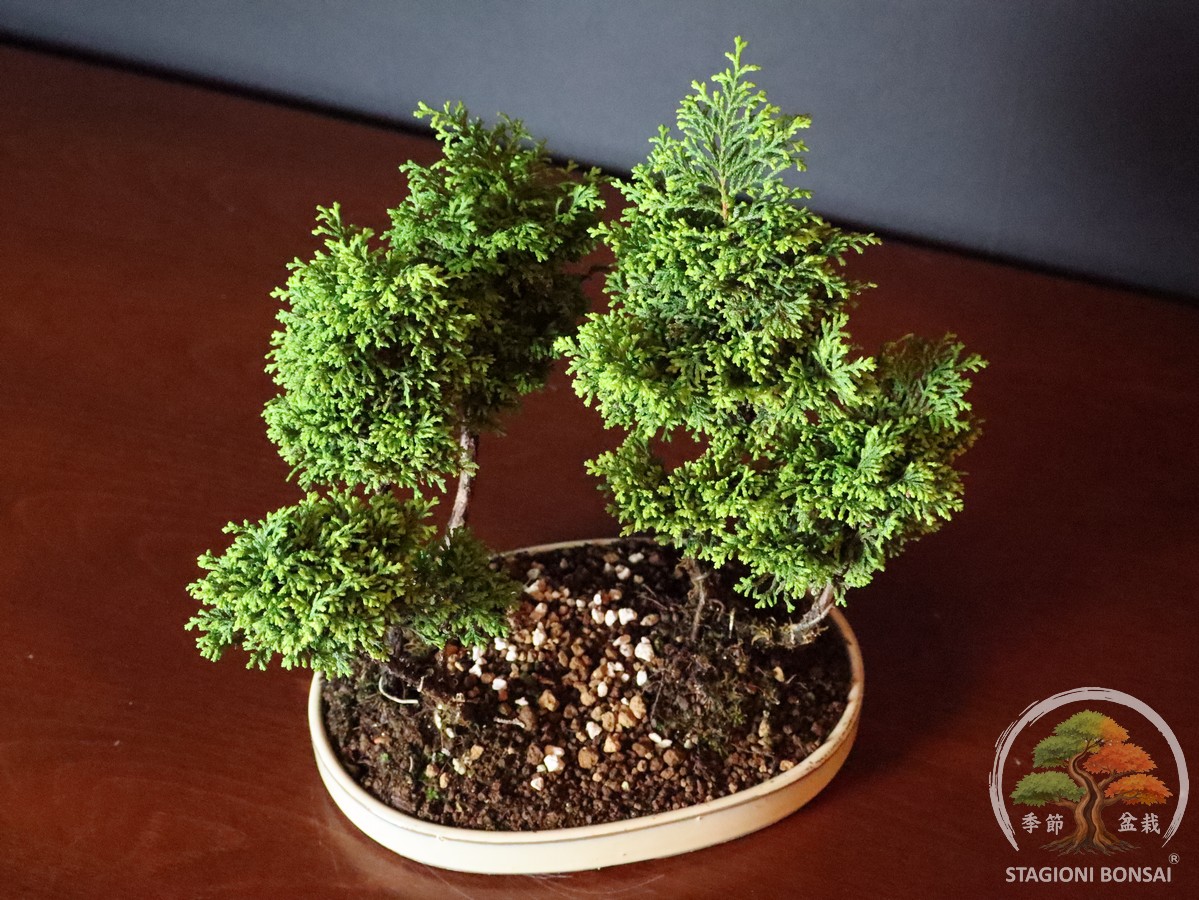 Hinoki chamaecyparis - Cipresso di Hinoki (25-020) - immagine 6