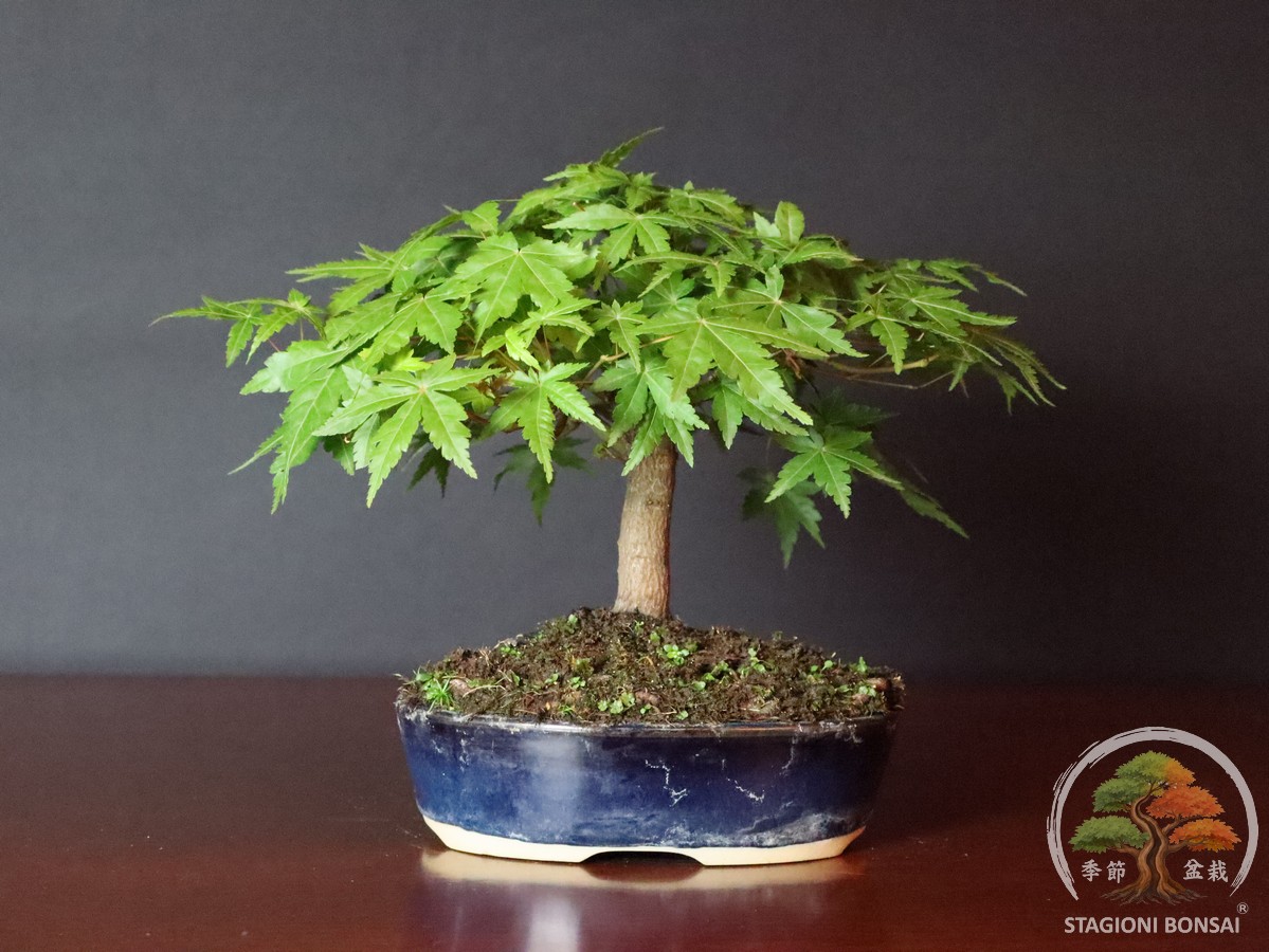 Bonsai di acero palmato yamamomiji