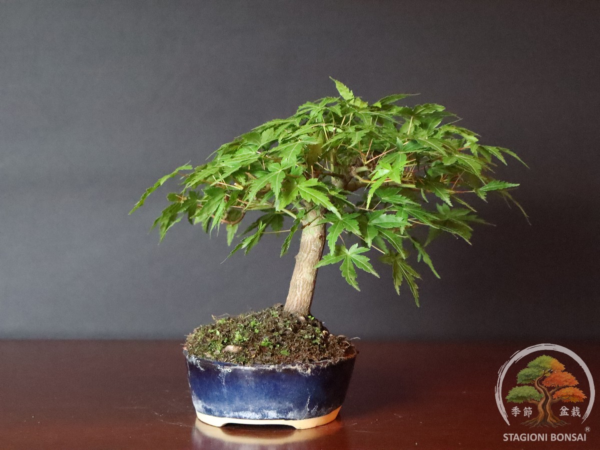 Acer palmatum Yamamomiji - Acero palmato (25-021) - immagine 2
