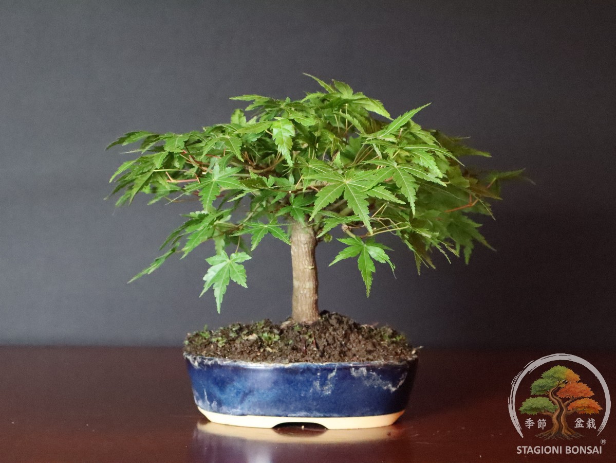 Acer palmatum Yamamomiji - Acero palmato (25-021) - immagine 3