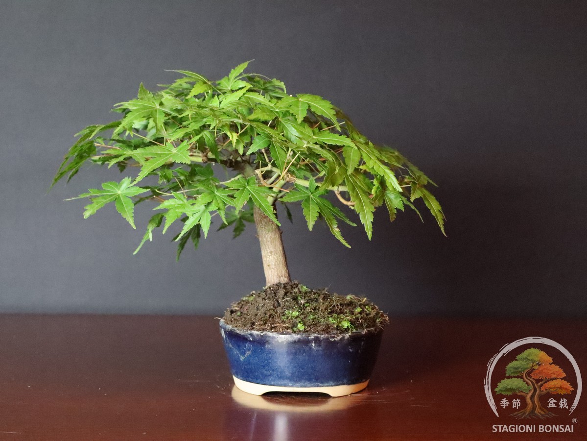 Acer palmatum Yamamomiji - Acero palmato (25-021) - immagine 4