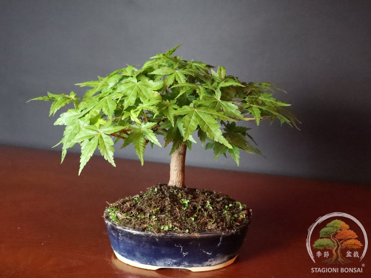 Acer palmatum Yamamomiji - Acero palmato (25-021) - immagine 5