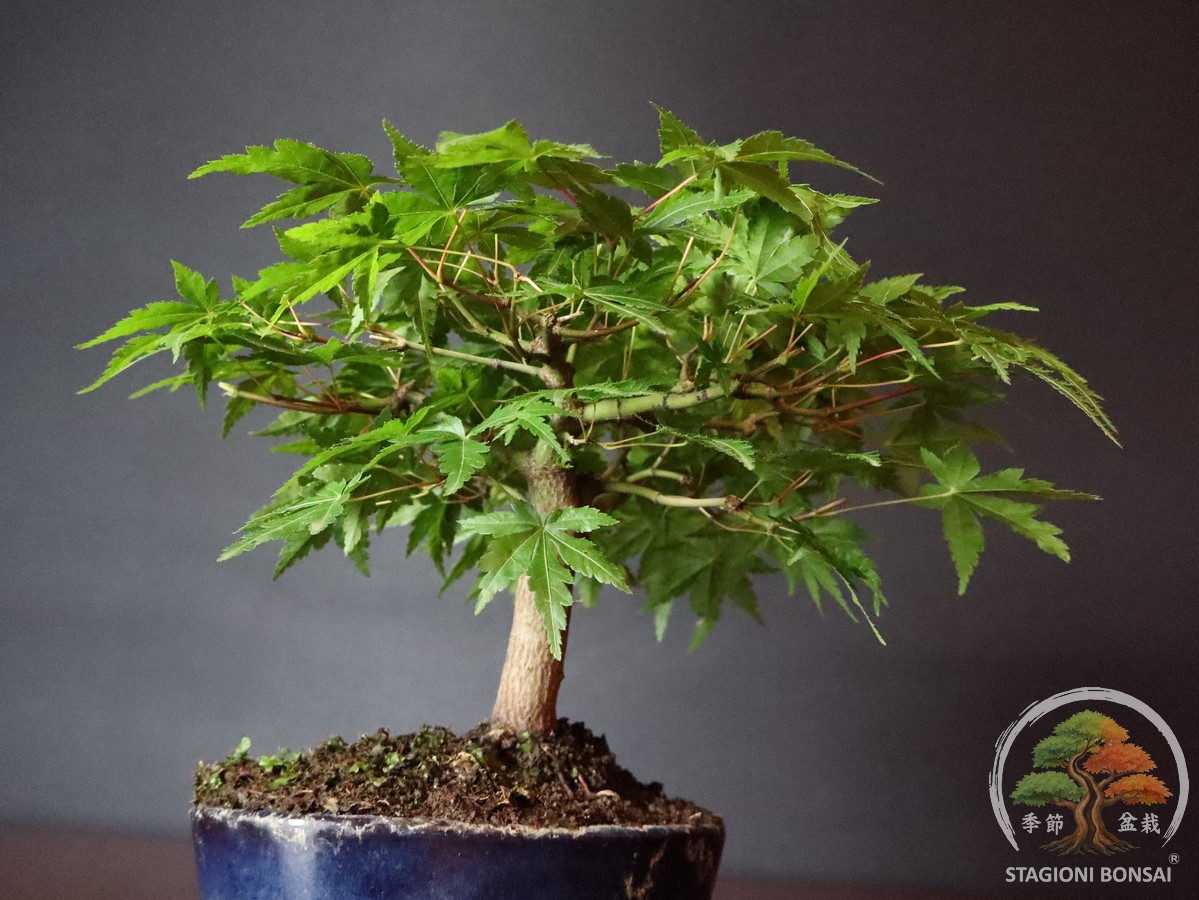 Acer palmatum Yamamomiji - Acero palmato (25-021) - immagine 6